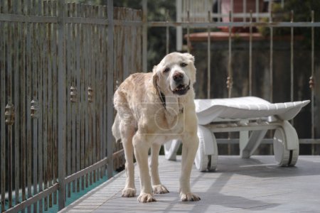 Téléchargez les photos : Senior Labrador retriever chien de 14 ans en terrasse de sa maison - en image libre de droit