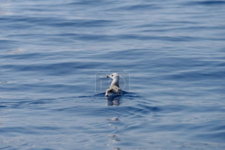 Young seagull chick floats on the sea surface, Mediterranean sea, Italy