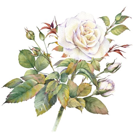 White rose flower and buds. Isolated design element. Botanical hand painted watercolor illustration.