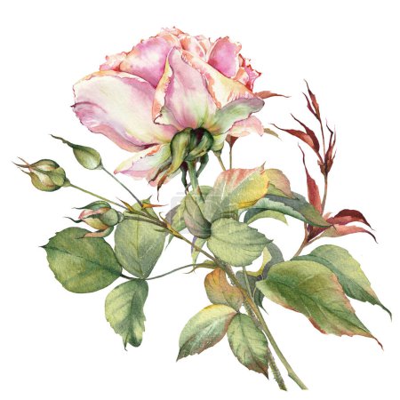 Rosa Rosenblüte. Vereinzelte Blume Clip Art. Botanische handgemalte Illustration.