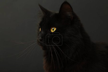 Schwarze Katze auf schwarzem Hintergrund mit leuchtend gelben Augen. Ansicht von oben
