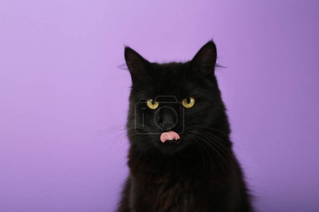 Eine schöne schwarze Katze leckt sich appetitlich die Lippen. Eine schwarze Katze auf violettem Hintergrund. Werbung für Katzenfutter, ausgewogenes Katzenfutter, Haustierpflege. Ansicht von oben