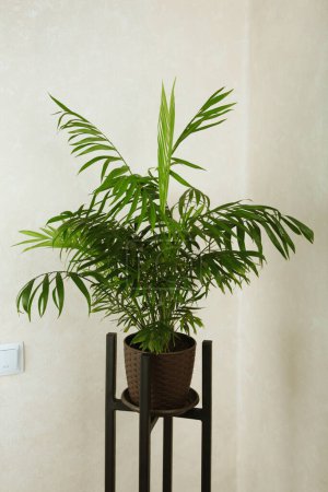 Foto de Soporte de metal con planta chamedorea, decoración para el hogar. Vista superior - Imagen libre de derechos