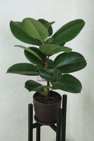Téléchargez les photos : Ficus elastica robusta plante d'intérieur, communément appelé un arbre en caoutchouc, avec des feuilles vertes rondes brillantes. Plante entière dans un pot gris sur un fond clair. - en image libre de droit