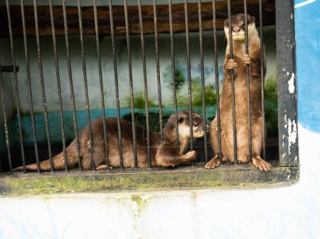 Foto de Un par de nutrias en una jaula en el zoológico - Imagen libre de derechos