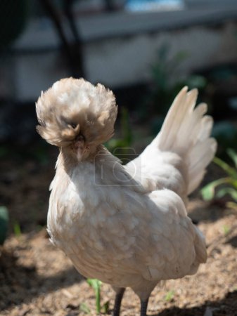 White chicken in the farm. Selective focus and small depth of field.