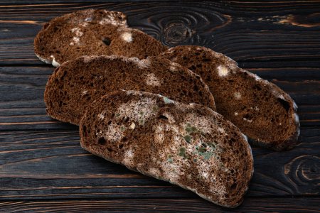 Piece of dark Molded bread . Green mushroom