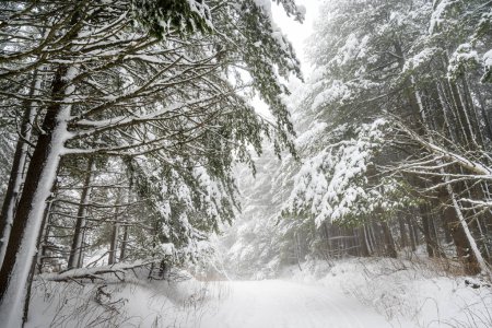Bosque nublado de invierno con pinos. Montaña Rila, Bulgaria