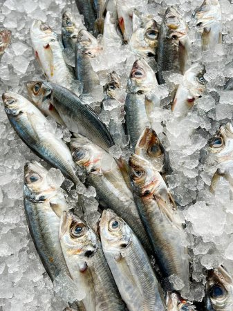 Raw Safrid fish on ice . Sea Market