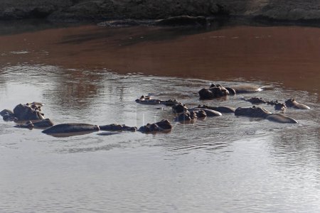 Foto de Muchos hipopótamos africanos en la naturaleza salvaje del río Mara en Kenia - Imagen libre de derechos
