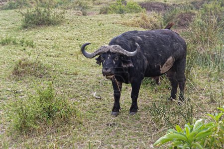 Foto de Un gran búfalo salvaje africano en Kenia - Imagen libre de derechos
