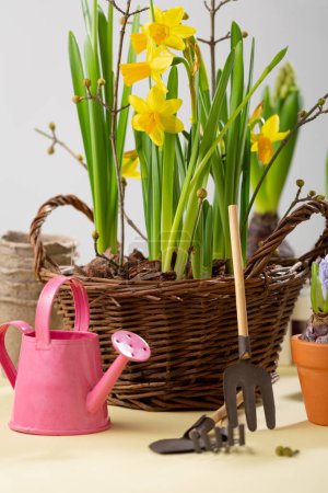 Téléchargez les photos : Concept de printemps outil de jardin et fleurs jonquille - en image libre de droit