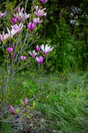 Photo for Magnolia bush outdoor spring landscape - Royalty Free Image