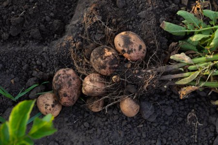 Photo for Young potatoes roots in vegetables garden harvesting top view - Royalty Free Image