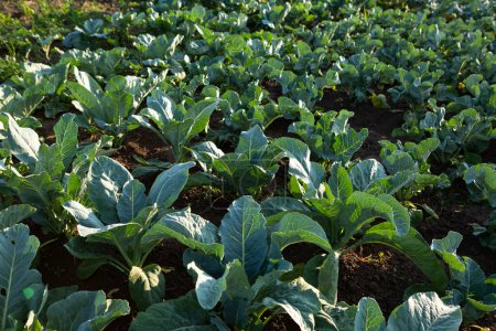 Photo for Outdoor farming organic cabbage plants produce homegrown food - Royalty Free Image