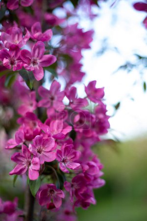 Foto de Close up of Spring nature background blooming fruit trees pink flowers - Imagen libre de derechos
