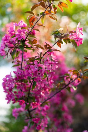 Foto de Spring nature background blooming trees - Imagen libre de derechos
