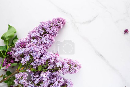 Téléchargez les photos : Lilas fleur printemps fond concept fleurs frais généraux copie espace - en image libre de droit