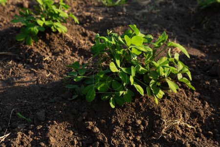 Plántulas de cacahuete crece en el suelo cultivando alimentos