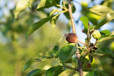 Téléchargez les photos : Fruits de pomme avec illnes sur la branche dans les maladies des arbres de jardin - en image libre de droit