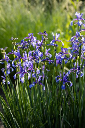Foto de Primavera flores fondo iris exterior primer plano - Imagen libre de derechos