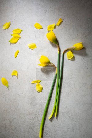 Foto de Vista superior de flores de narcisos amarillos - Imagen libre de derechos