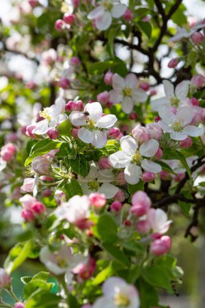 Téléchargez les photos : Les pommiers en fleurs fleurissent ferment les fleurs printanières - en image libre de droit