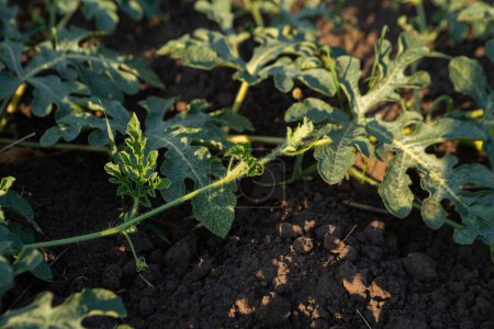 Téléchargez les photos : Melon plante poussant sur le sol légumes jardin nourriture biologique - en image libre de droit