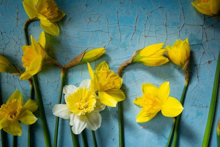 Téléchargez les photos : Vue de dessus des fleurs narcisses jaunes et blanches - en image libre de droit