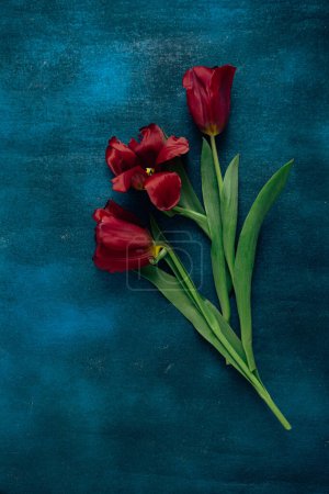 Foto de Vista aérea de tulipanes rojos sobre superficie pintada de azul - Imagen libre de derechos