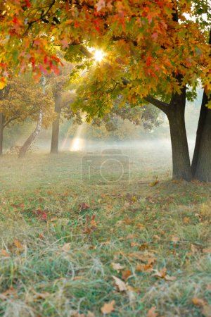 Téléchargez les photos : Bel arbre d'automne dans le brouillard, paysage nature - en image libre de droit