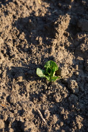 Photo for Young potato sprout in the ground in a field - Royalty Free Image