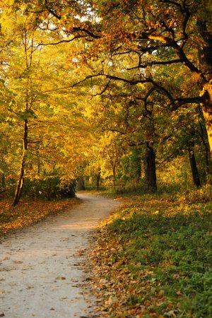 Foto de Parque en la mañana de otoño con un sendero y árboles amarillos, la naturaleza - Imagen libre de derechos