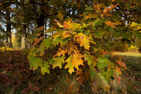 Foto de Primeras hojas de roble amarillo en la naturaleza del árbol - Imagen libre de derechos