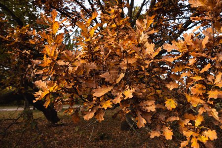 Foto de Árboles otoñales con hojas marrones naturaleza octubre - Imagen libre de derechos