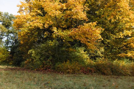Téléchargez les photos : Arbres d'automne dans le parc de la ville nature octobre - en image libre de droit