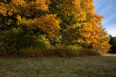 Foto de Árboles otoñales en parque con hojas amarillas naturaleza - Imagen libre de derechos
