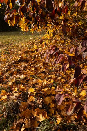 Photo for Autumn yellow and brown maple leaves on the grass nature park - Royalty Free Image