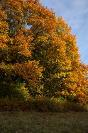 Téléchargez les photos : Arbres d'automne dans le parc avec des feuilles jaunes nature et ciel - en image libre de droit