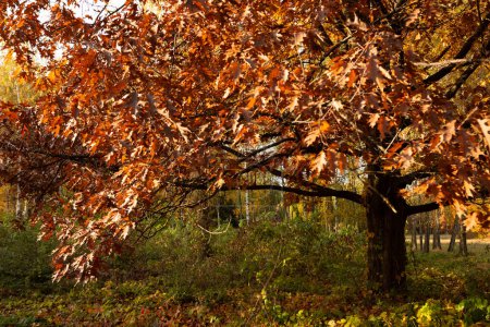 Photo for Autumn oak  dry brown leaves on branch nature park - Royalty Free Image