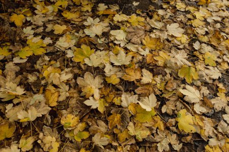 Foto de Fondo de temporada de naturaleza con hojas amarillas de otoño al aire libre - Imagen libre de derechos