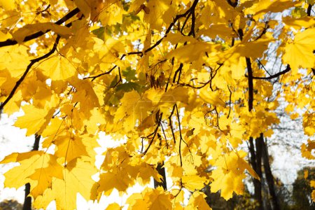 Photo for Golden maple leaves on trees in sun autumn park landscape - Royalty Free Image