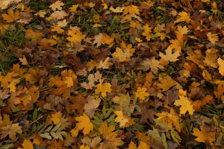 Foto de Fondo de la naturaleza con otoño caído hojas amarillas vista superior - Imagen libre de derechos