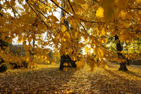 Téléchargez les photos : Feuilles dorées sur les arbres automne parc paysage - en image libre de droit
