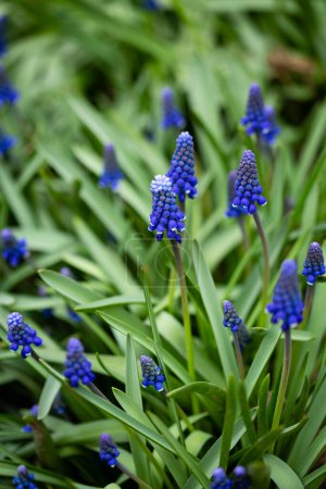 Téléchargez les photos : Printemps fleurs bleues jacinthe de raisin en plein air dans le jardin - en image libre de droit
