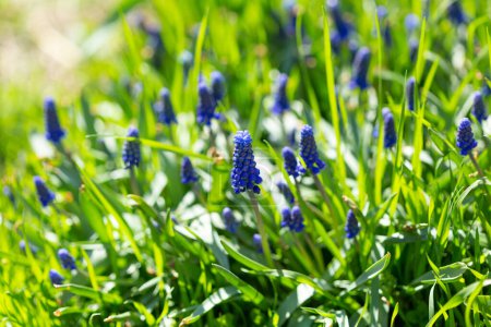 Téléchargez les photos : Bulbe de printemps fleurs de muscari en plein air dans le jardin - en image libre de droit