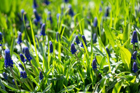 Photo for Blue flowers outdoor grape hyacinth in garden - Royalty Free Image