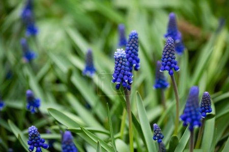 Téléchargez les photos : Gros plan de Printemps fleurs bleues jacinthe de raisin en plein air dans le jardin - en image libre de droit