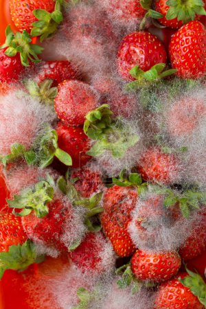 Photo for Mould on ripe strawberry death fruits - Royalty Free Image