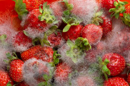Photo for Mould on ripe strawberry - Royalty Free Image